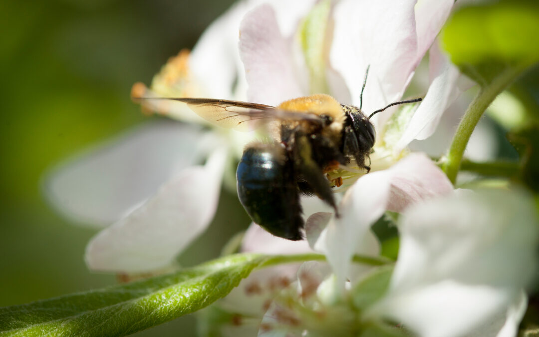 Comparing Native Bee vs Honey Bee Effectiveness