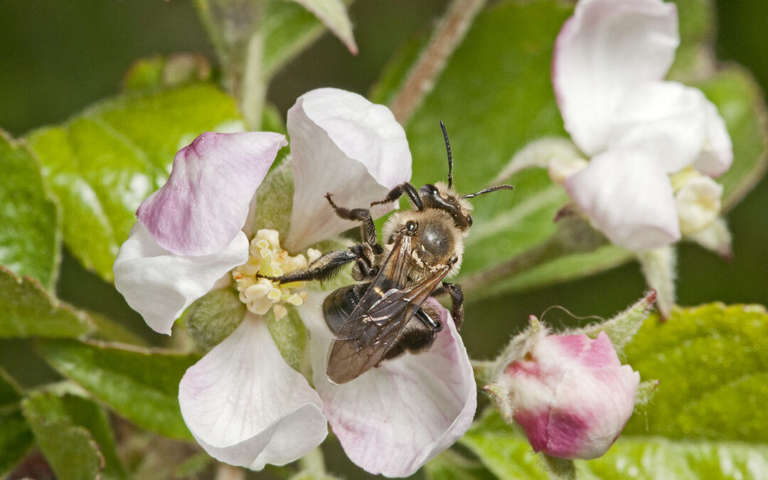The Secret Life of Bees