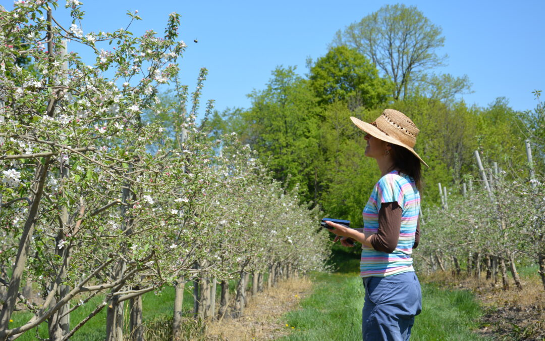 2016 Bee Abundance Analyses