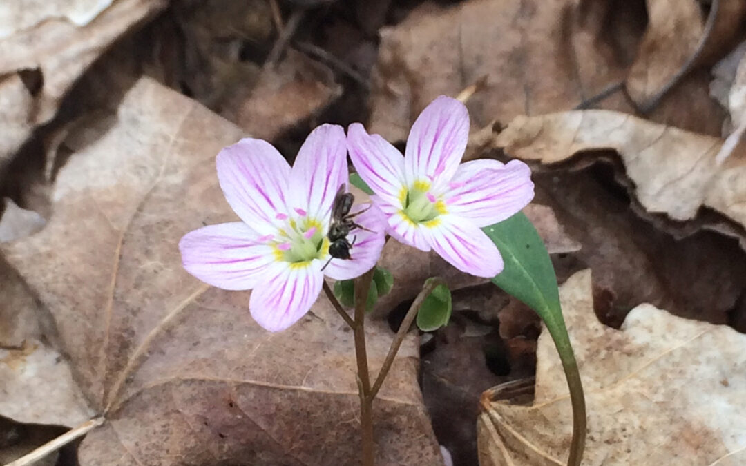 Here Comes the Bloom!