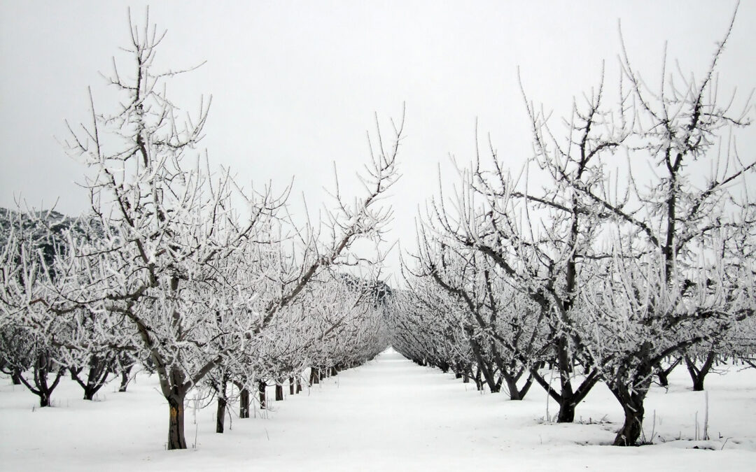 Where Do Bees Do Winter?